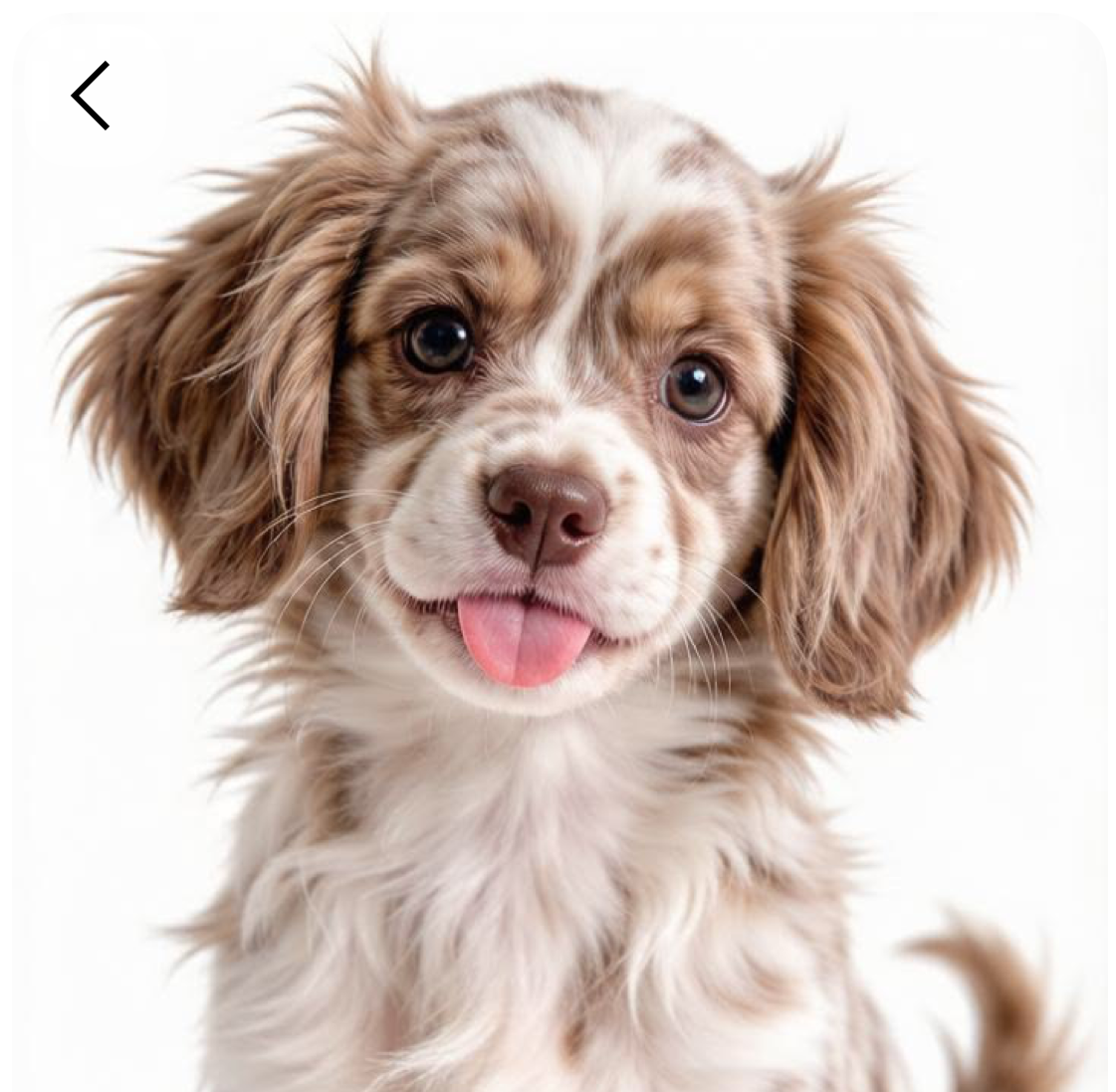 Referansebilde av hund før portrettarbeidet starter
